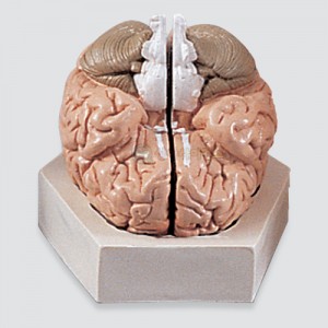뇌의 구조 모형-C형-칭찬나라큰나라