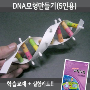 DNA모형만들기(5인용세트)-칭찬나라큰나라